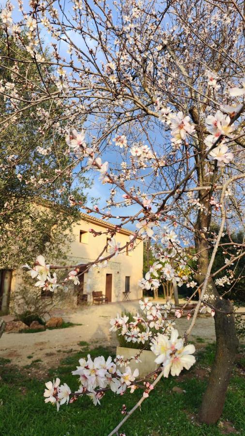 Can Costals Olivo Pals Exterior foto